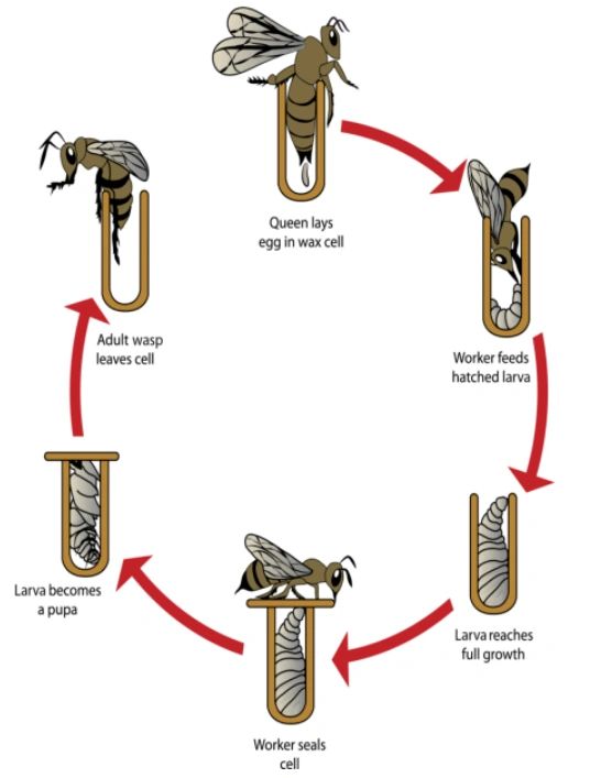 Wasp Life Cycle Wasp Life Cycle